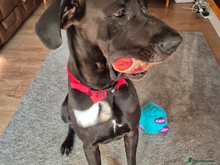 Great Dane dogs - Advert 3