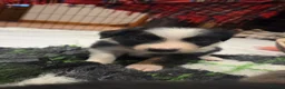 Mixed Breed dogs for sale: Borderpap puppies - Advert 4