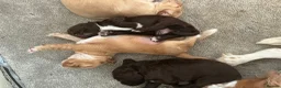 Cocker Spaniel dogs for sale: 6 Beautiful Cocker Spaniel Pups in Scarborough - Advert 6