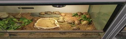 Tortoise reptiles for sale: Beautiful Baby Horsefield Tortoises  - Advert 8