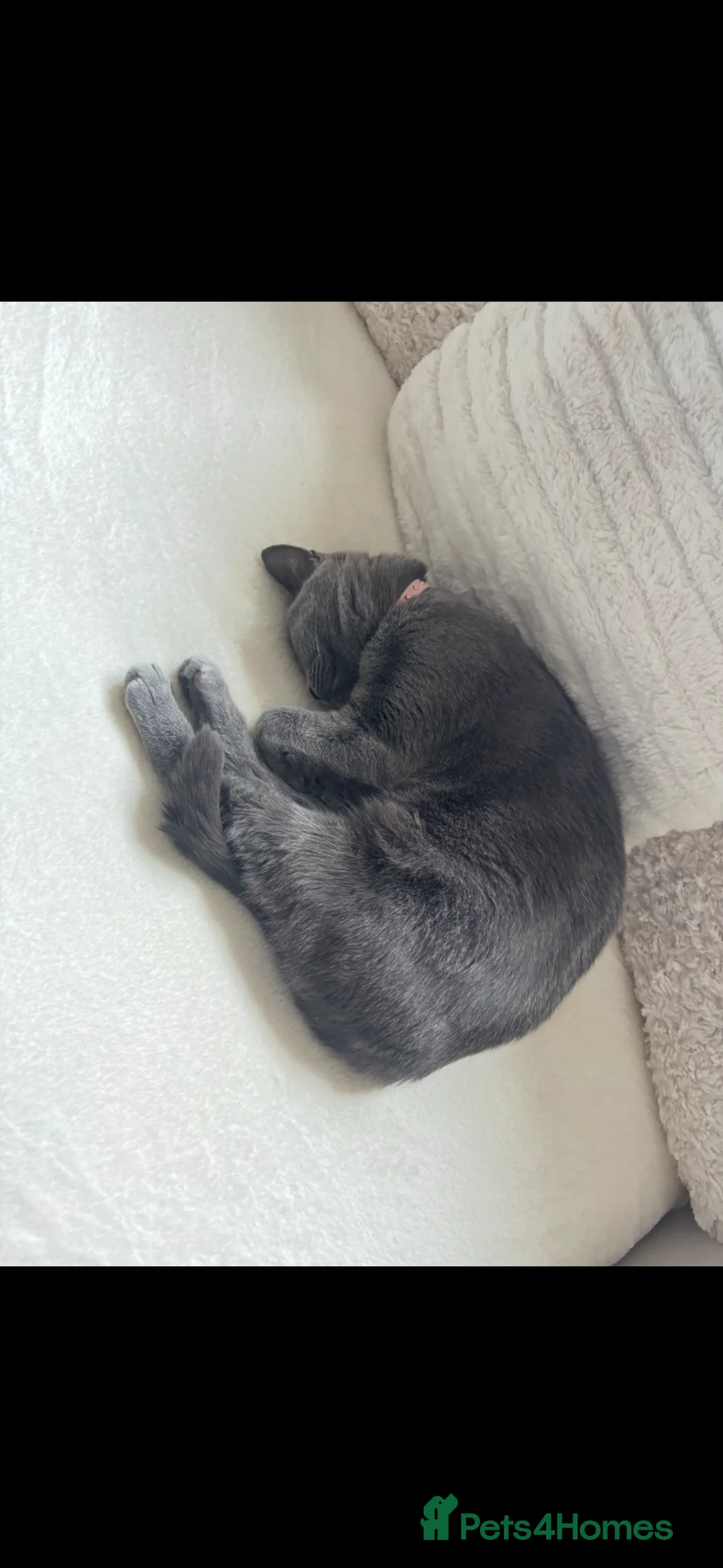Mixed Breed cats for sale: Mixed British short hair  in Bedford - Advert 3