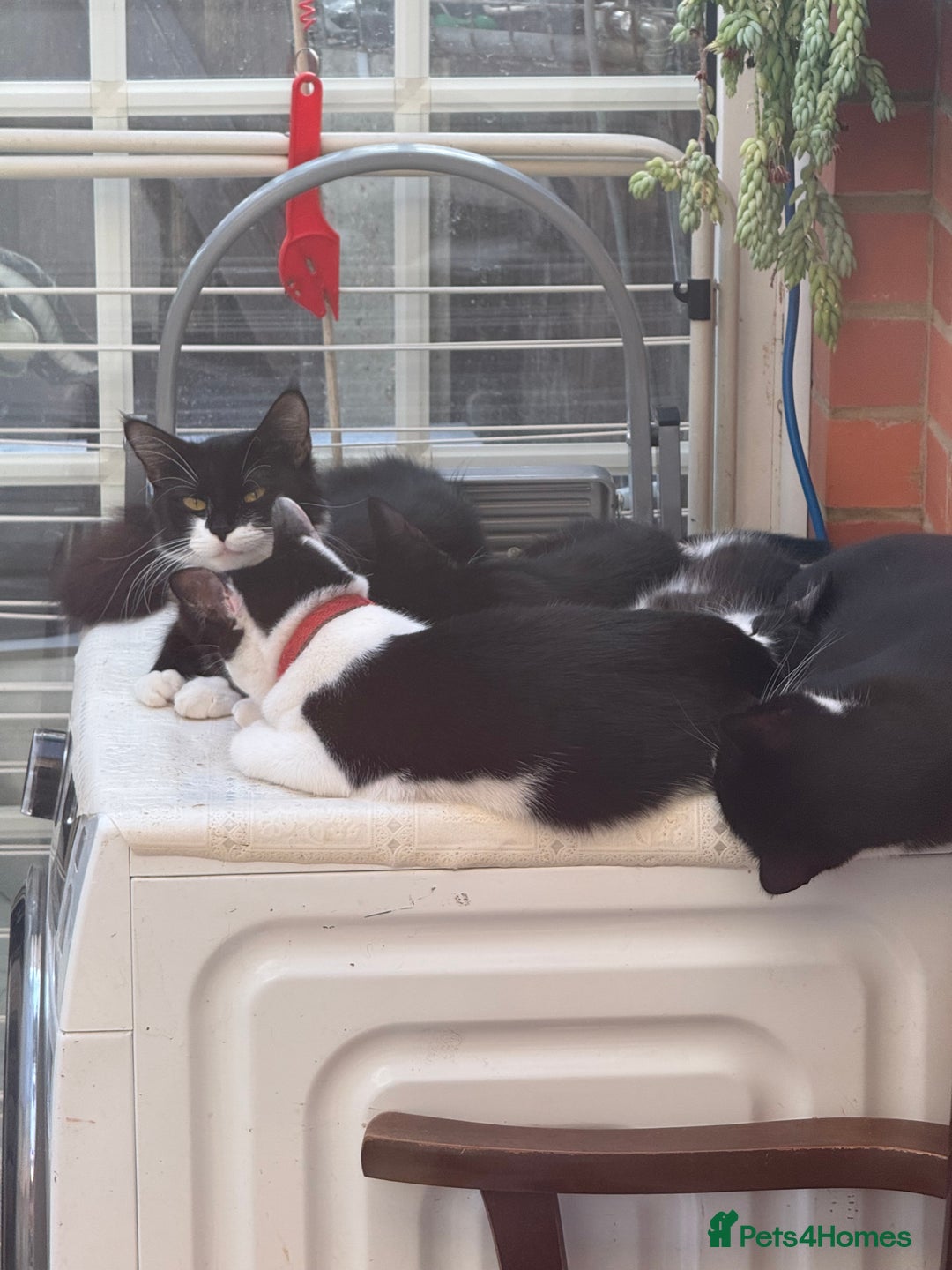 Korat cats for sale: KITTENS FOR FREE!!! NEED GONE ASAP! - Image 21