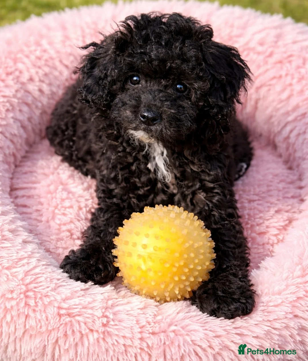 Toy Poodle dogs for sale: Adorable K.C.Reg tiny Toy Poodle puppy - Advert 1