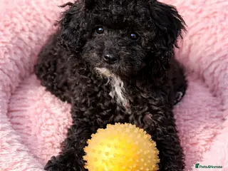 Toy Poodle dogs Adorable K.C.Reg tiny Toy Poodle puppy - Advert 5