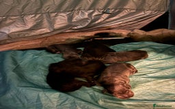 Cane Corso dogs for sale: cane corso puppies  - Image 5
