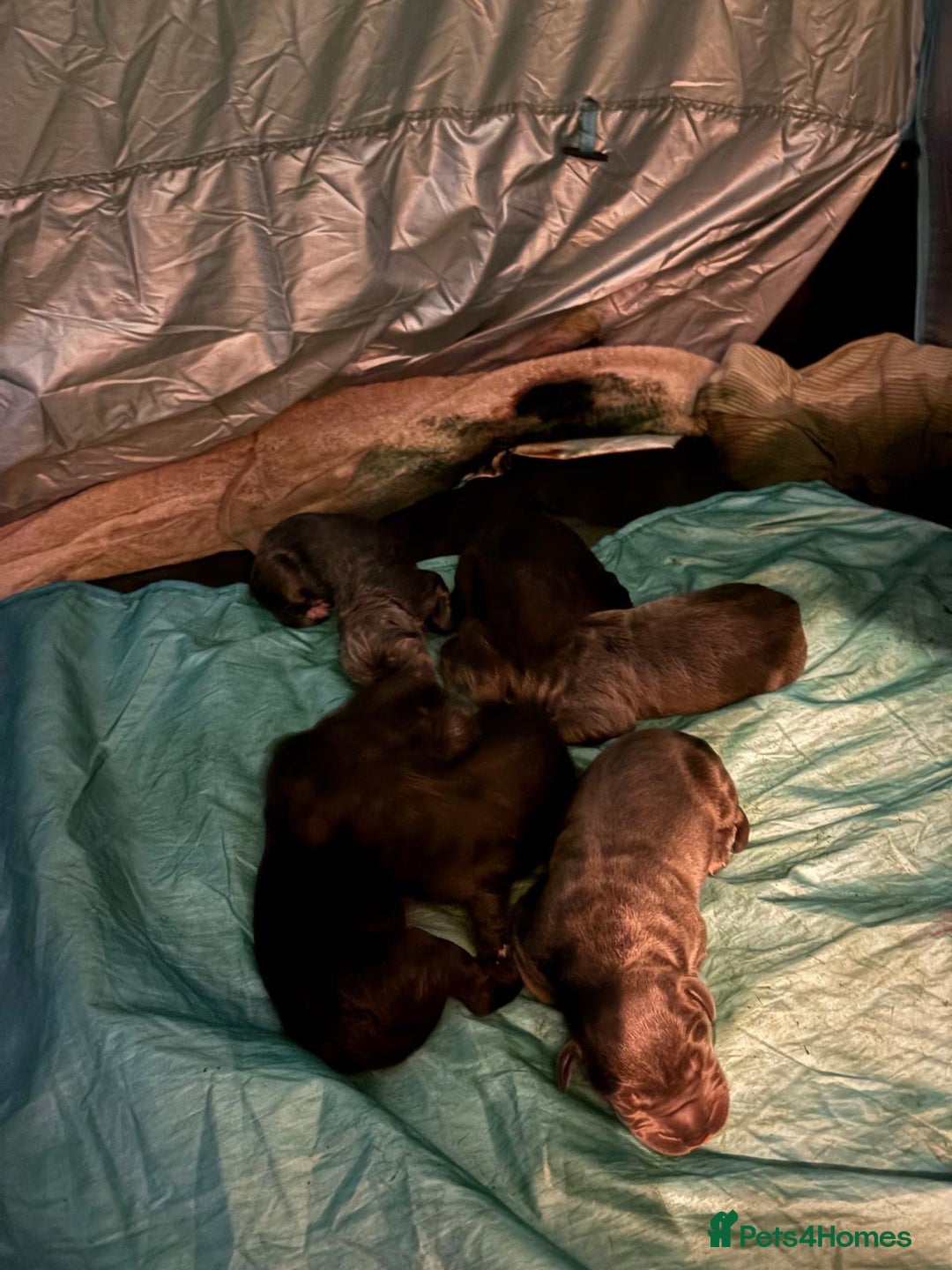 Cane Corso dogs for sale: cane corso puppies  - Image 5
