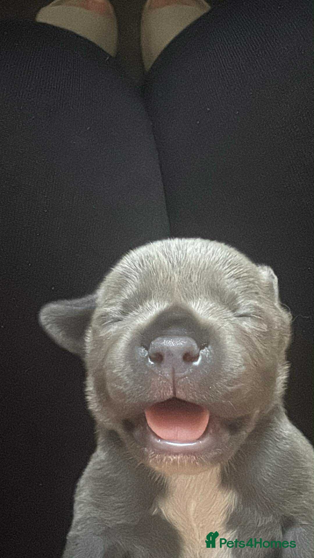 Staffordshire Bull Terrier dogs for sale: 8 Staffordshire Bull Terriers  - Image 3