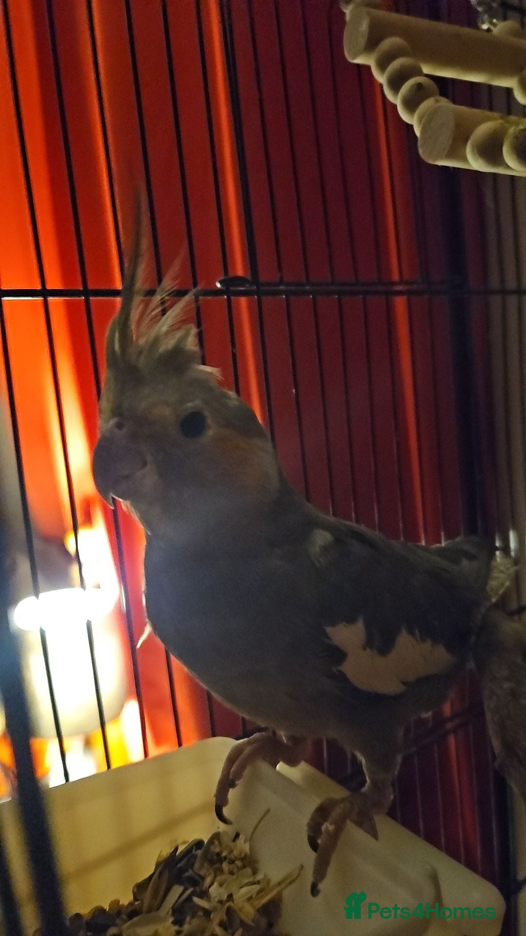 Cockatiels birds Cockatiel with cage  - Advert 4