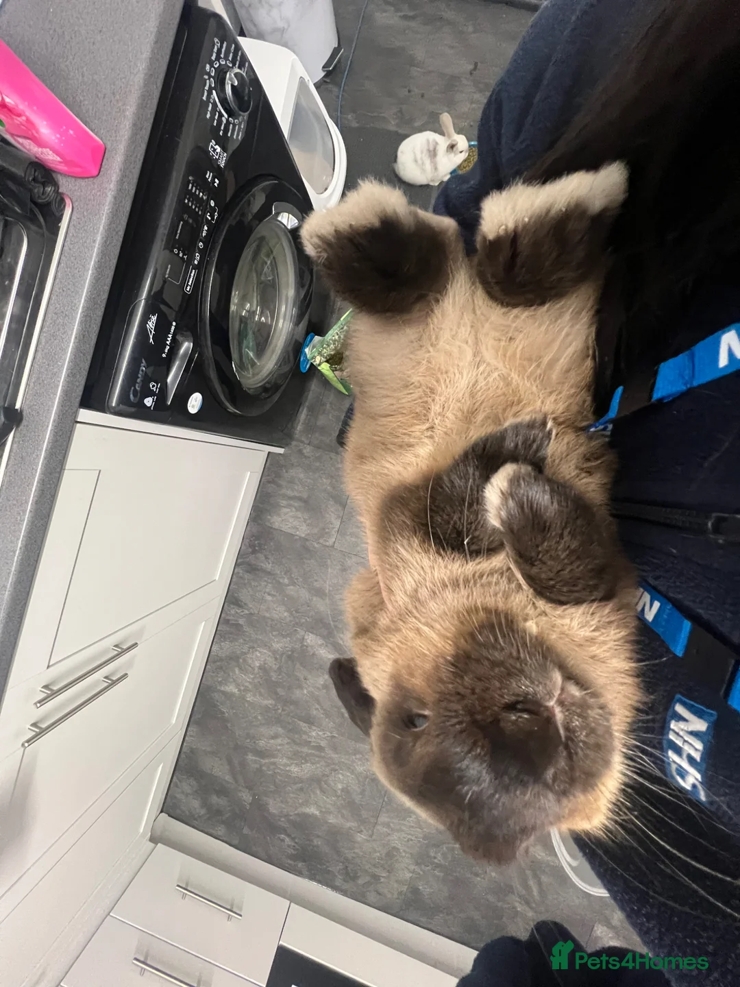 Mixed Breed rabbits for sale: Stefan - Advert 2