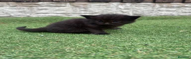 Ragdoll 3