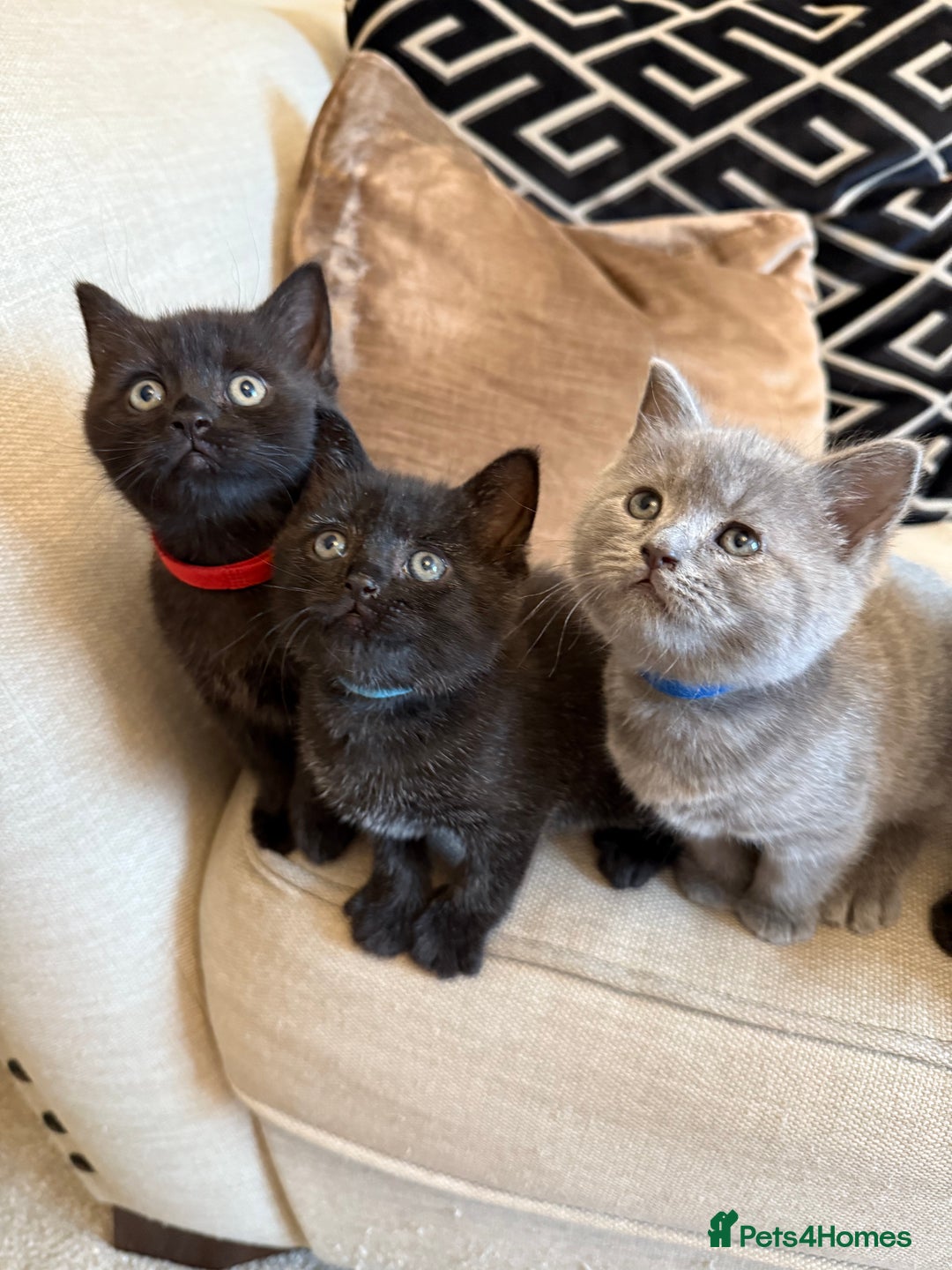 British Shorthair cats for sale: Rare black smoke British short hair kittens - Image 6