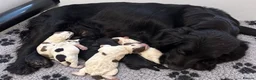 Cocker Spaniel dogs for sale: Beautiful Show CockerSpaniel Babies 🐾🐾🐾  - Advert 13