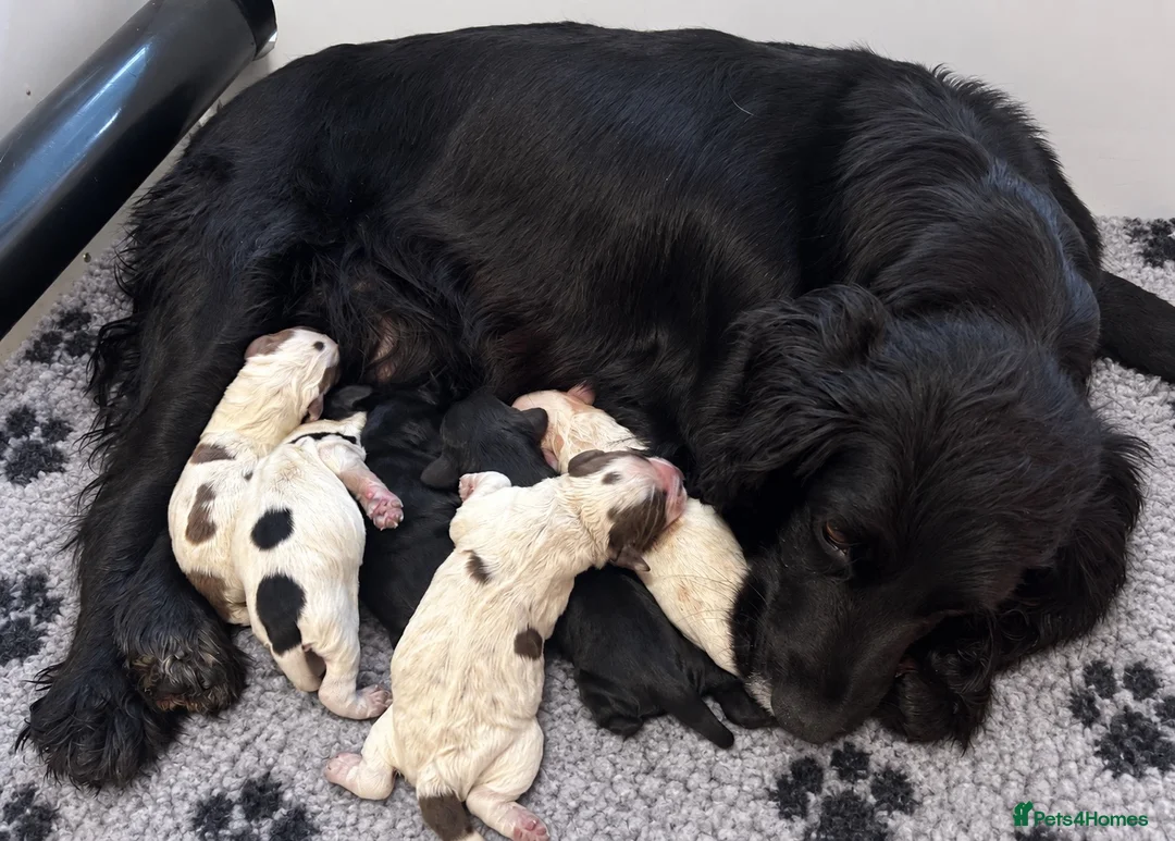 Cocker Spaniel dogs for sale: Beautiful Show CockerSpaniel Babies 🐾🐾🐾  - Advert 13
