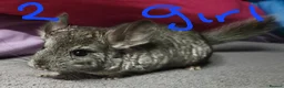 Chinchilla rodents for sale: Baby female chinchillas - Advert 1