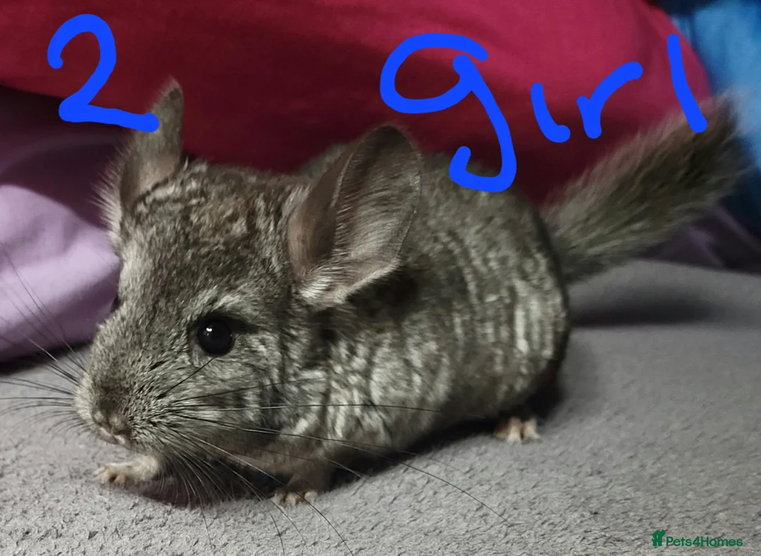 Chinchilla rodents for sale: Baby female chinchillas - Advert 1