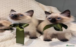 Ragdoll cats for sale: Ragdoll Kittens - Image 1