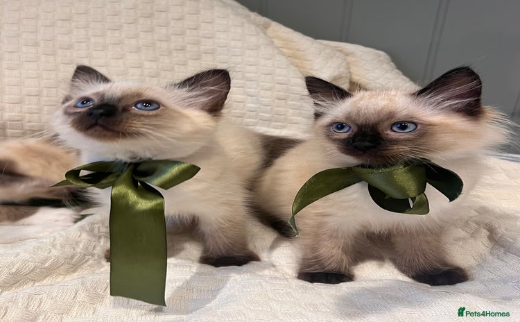 Ragdoll cats - Advert 4