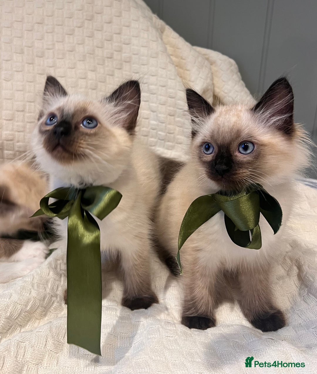 Ragdoll cats for sale: Ragdoll Kittens - Image 1