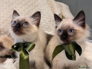 Ragdoll cats - Advert 27
