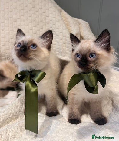 Ragdoll cats - Advert 13
