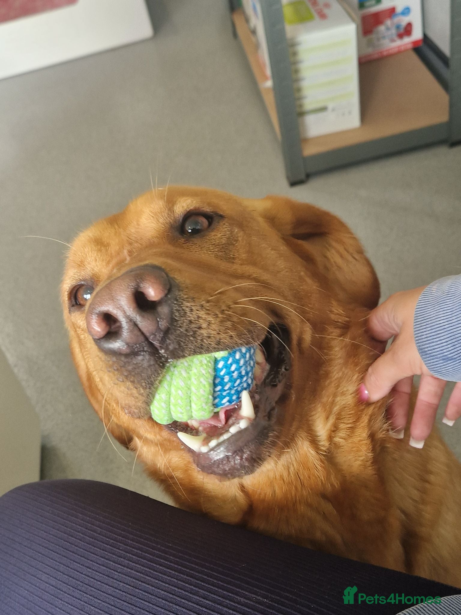 Labrador Retriever dogs 5 YROLD H/TESTED FOX RED LABRADOR BITCH FOR REHOME - Advert 1