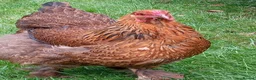 Chickens poultry for sale: LF Brahma Partridge, Lemon Pyle, golden lace - Advert 5