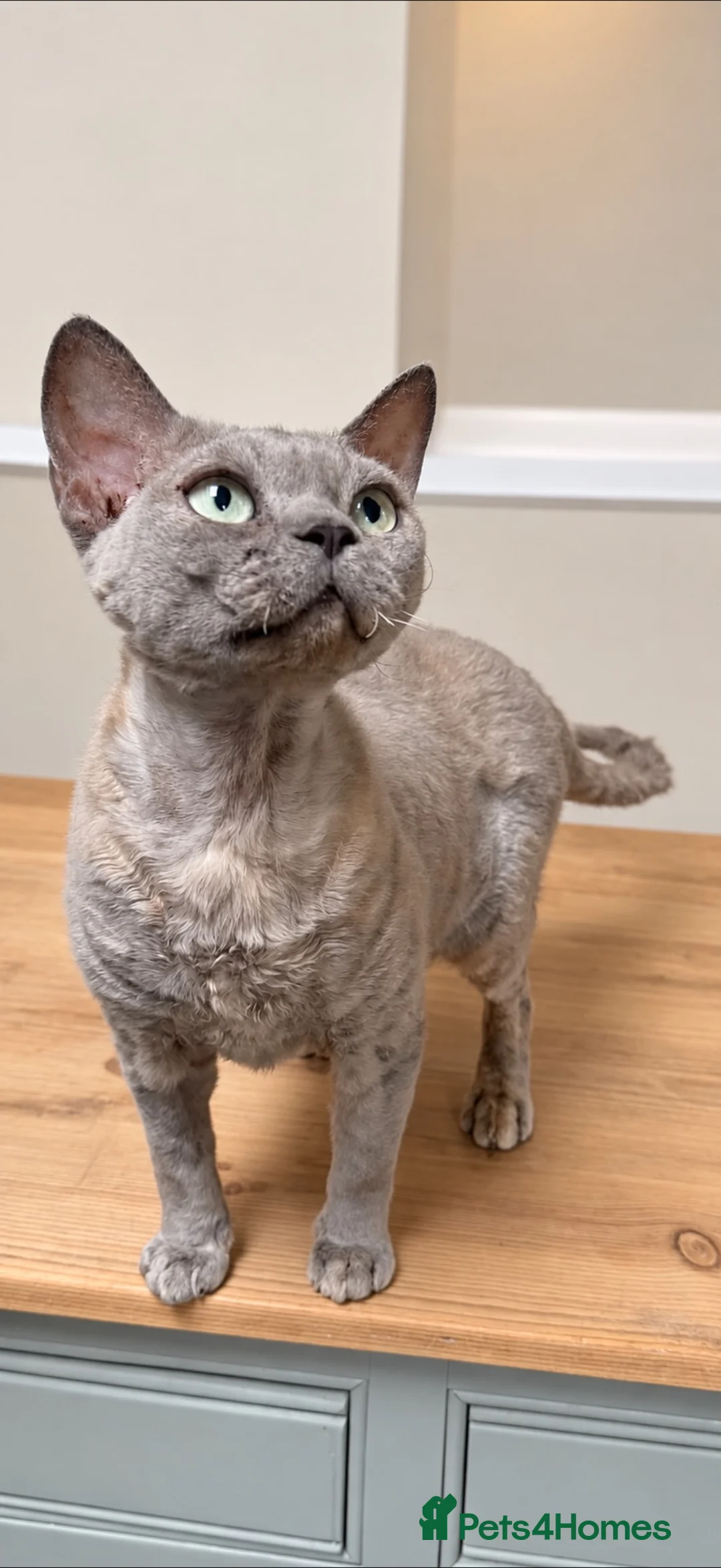 Devon Rex cats for sale: Stunning beautiful Blue /cream female Devon Rex  - Advert 2