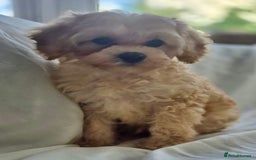 Cavapoochon dogs for sale: F1b MOYEN MERLE CAVAPOOCHON PUPS - Image 22