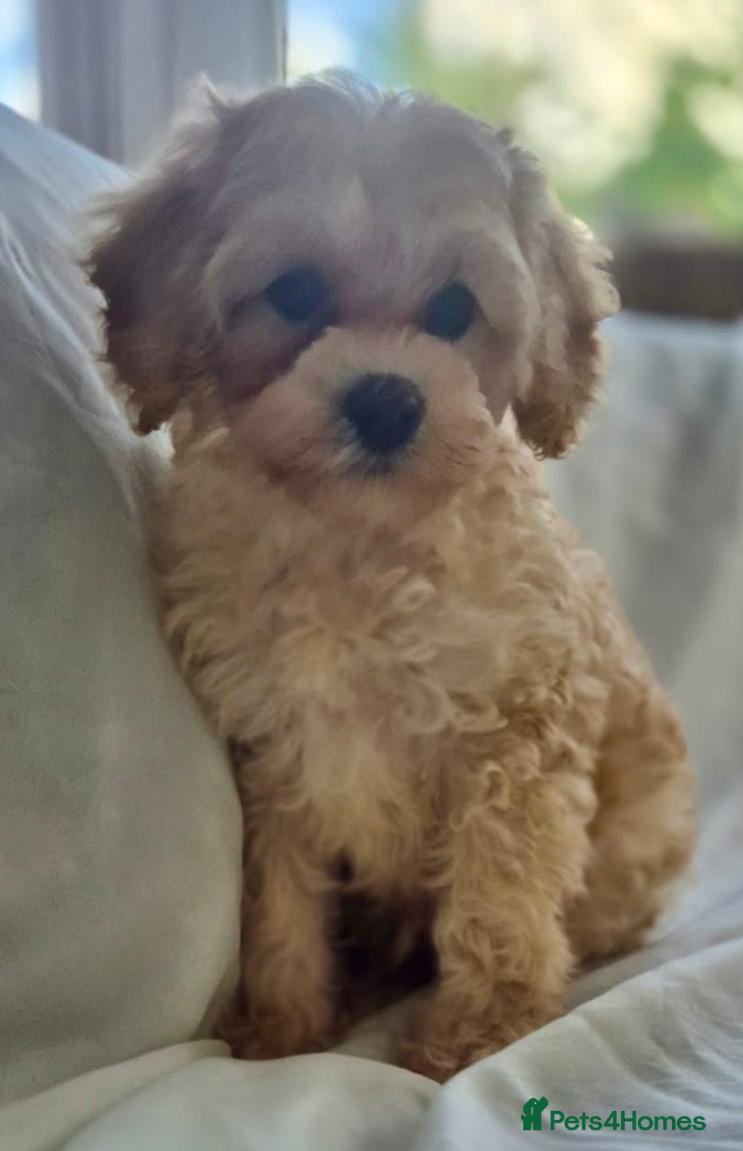 Cavapoochon dogs for sale: F1b MOYEN MERLE CAVAPOOCHON PUPS - Image 22