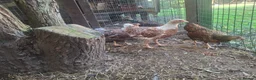 Chickens poultry for sale: Bantam Laced Wyandotte Chickens in Wetherby - Advert 11