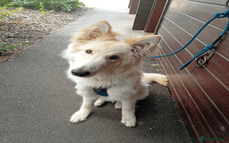German Shepherd dogs for sale: 9 month white German shepherd  - Image 1