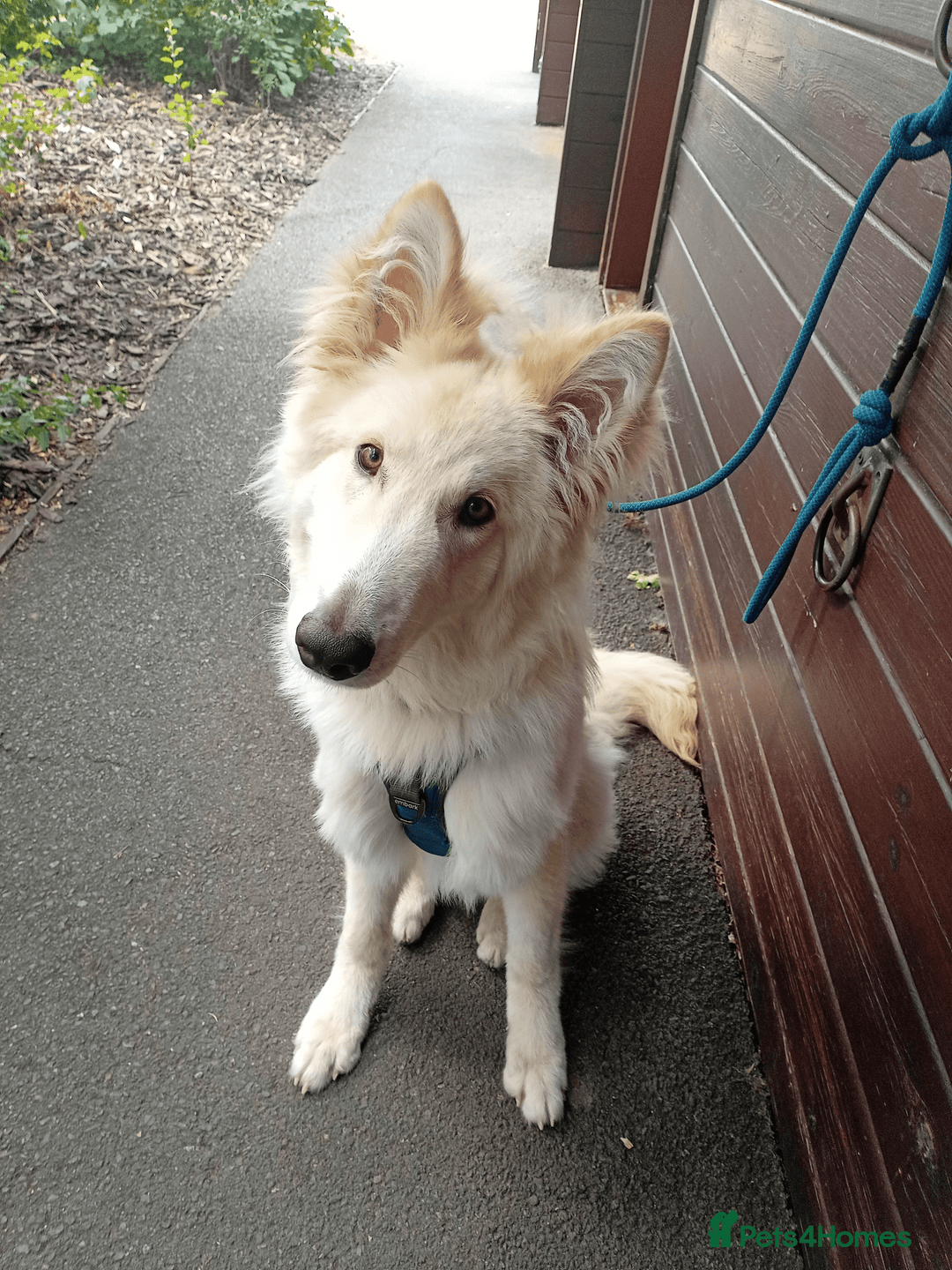 German Shepherd dogs for sale: 9 month white German shepherd  - Image 1