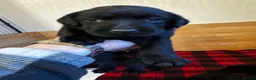 Labrador Retriever dogs for sale: Stunning KC Labradors. Crufts winning Stud dog - Advert 7