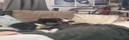 Mixed Breed dogs for sale: Lurcher puppies  in Salisbury - Advert 3