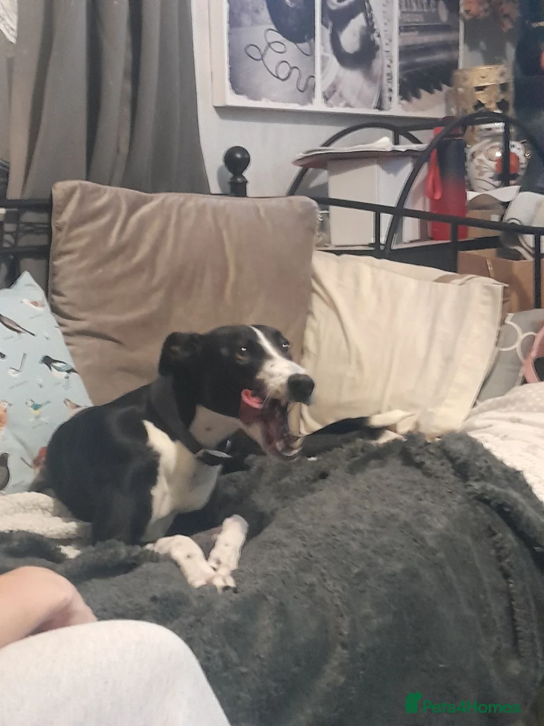Mixed Breed dogs for sale: Lurcher puppies  in Salisbury - Advert 3
