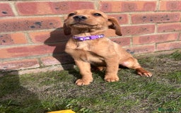 Labrador Retriever dogs for sale: Fox Red Labrador’s  - Image 15