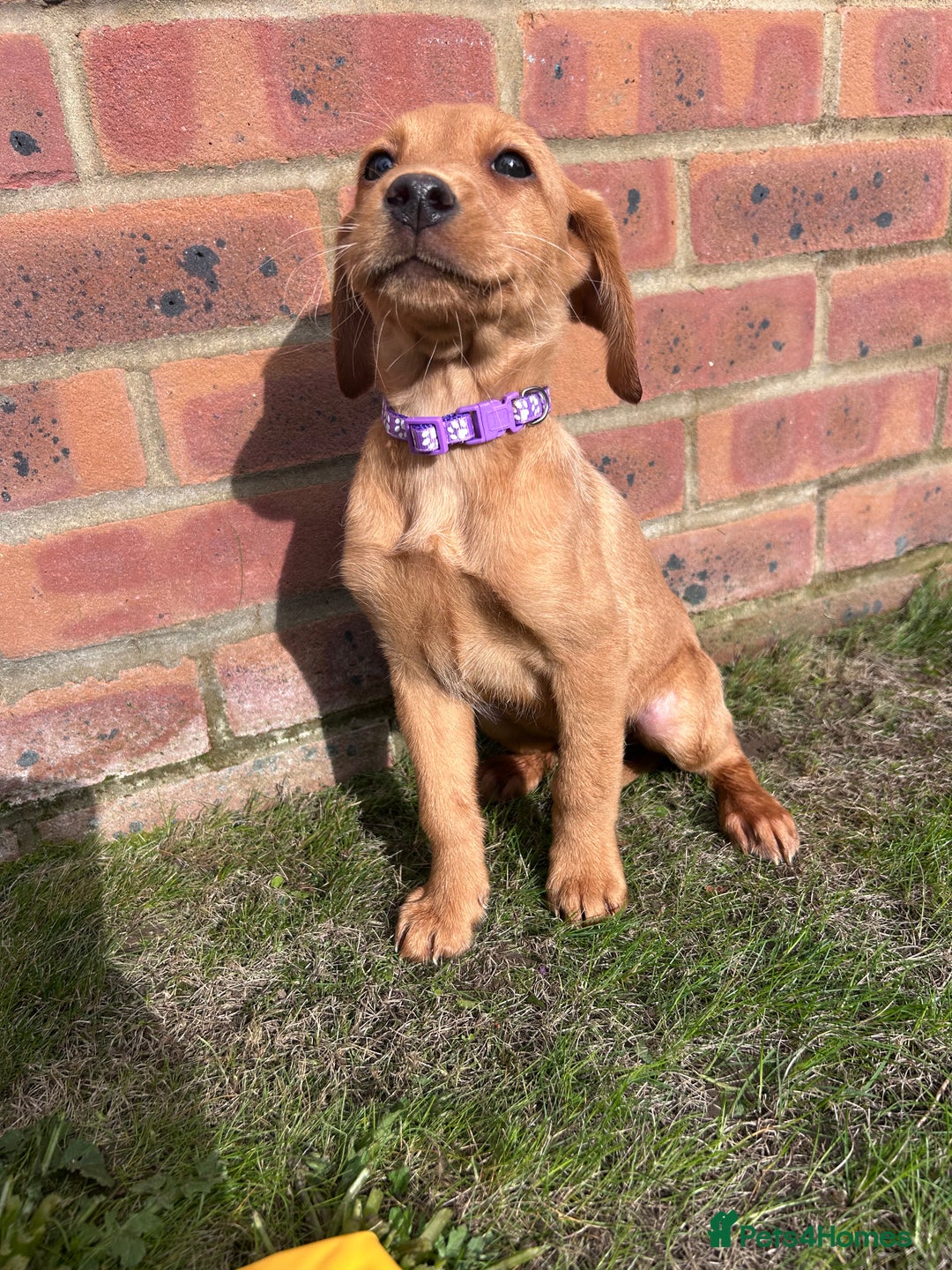 Labrador Retriever dogs for sale: Fox Red Labrador’s  - Image 15