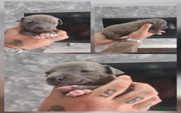 Staffordshire Bull Terrier dogs for sale: 7 Beautiful Staffordshire bull terrier puppies  - Image 6