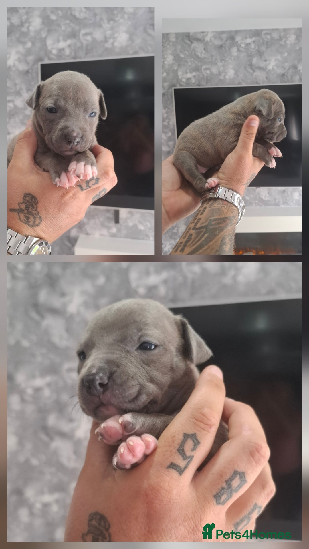 Staffordshire Bull Terrier dogs for sale: 7 Beautiful Staffordshire bull terrier puppies  - Image 6