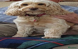Cockapoo dogs for sale: Beautiful Cockapoos  - Image 18