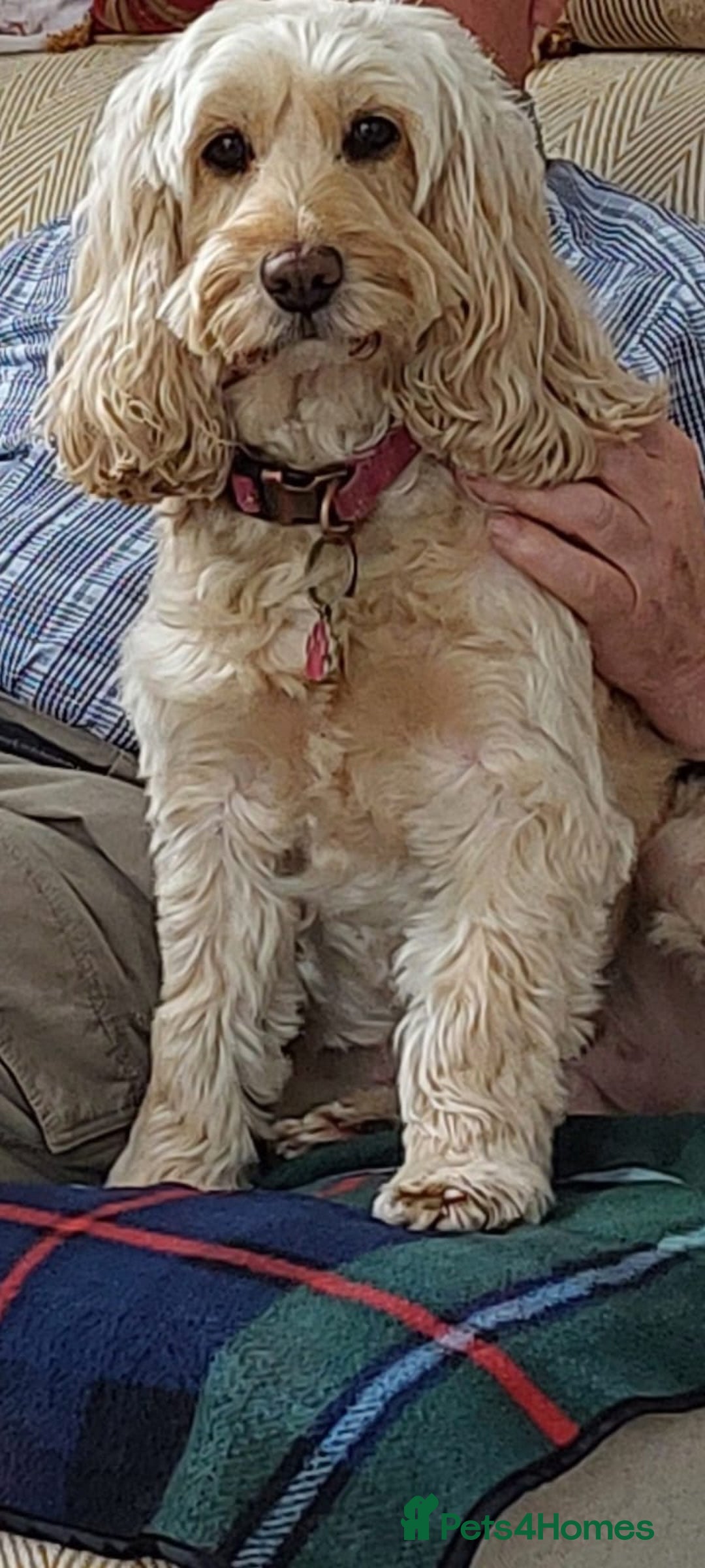 Cockapoo dogs for sale: Beautiful Cockapoos  - Image 18