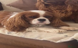 Cavalier King Charles Spaniel dogs for sale: Health Tested cavalier puppies  - Image 25