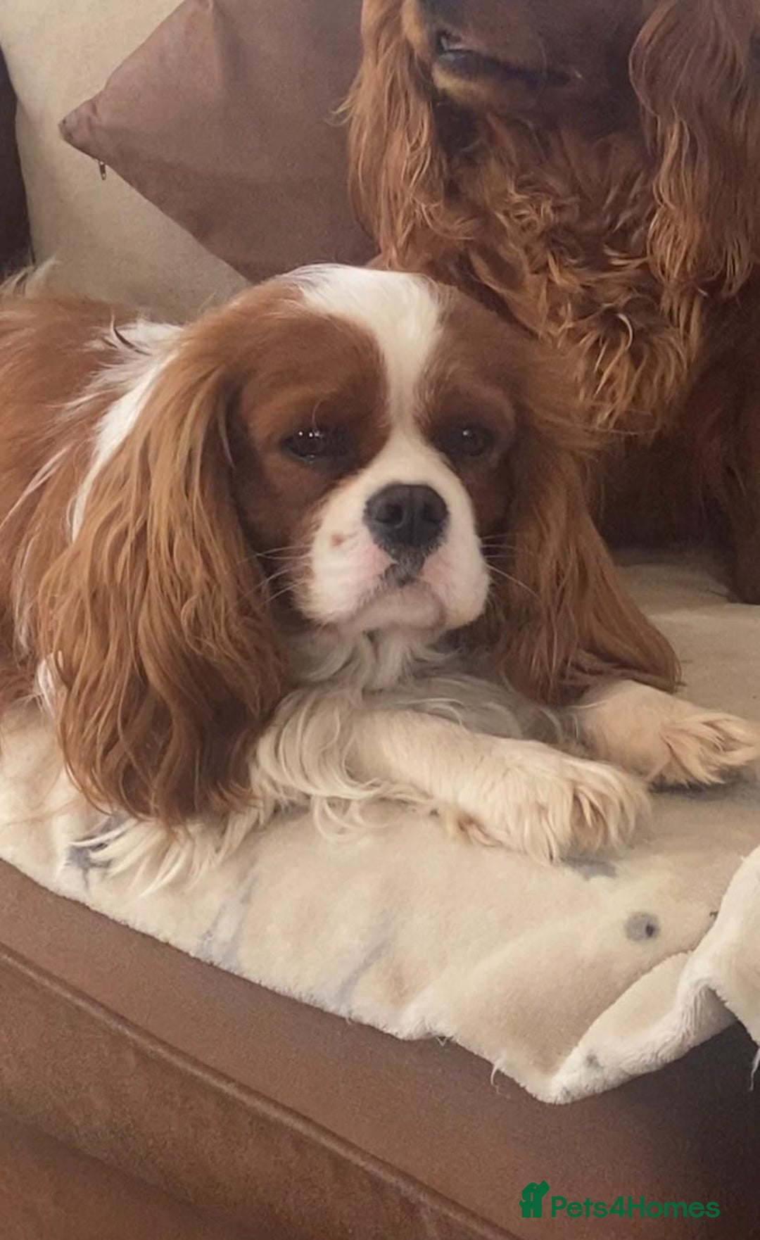 Cavalier King Charles Spaniel dogs for sale: Health Tested cavalier puppies  - Image 25