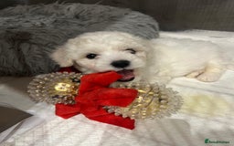 Bichon Frise dogs for sale: KC Registered Pedigree Bichon Frise Puppies - Image 4
