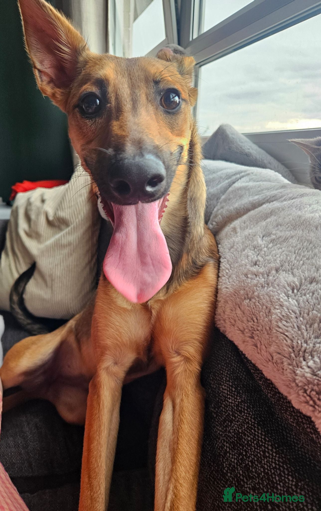 Mixed Breed dogs Belgian malinois / saluki  - Advert 2