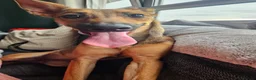 Mixed Breed dogs for sale: Belgian malinois / saluki  in South Shields - Advert 1