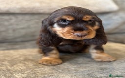 Cocker Spaniel dogs for sale: BEAUTIFUL SHOW TYPE COCKER SPANIELS  - Image 11