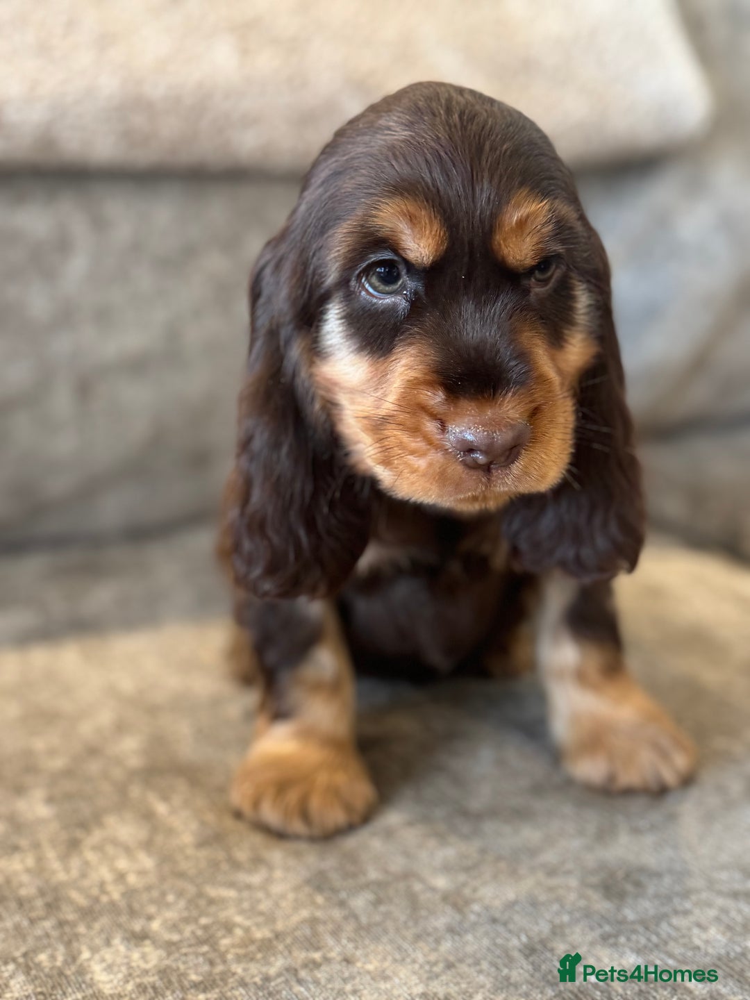 Cocker Spaniel dogs for sale: BEAUTIFUL SHOW TYPE COCKER SPANIELS  - Image 11