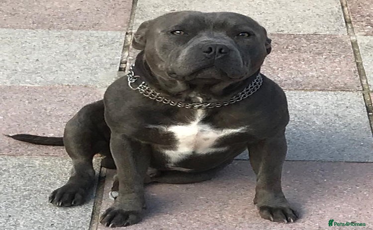 Staffordshire Bull Terrier dogs in Pontypridd - Advert 1