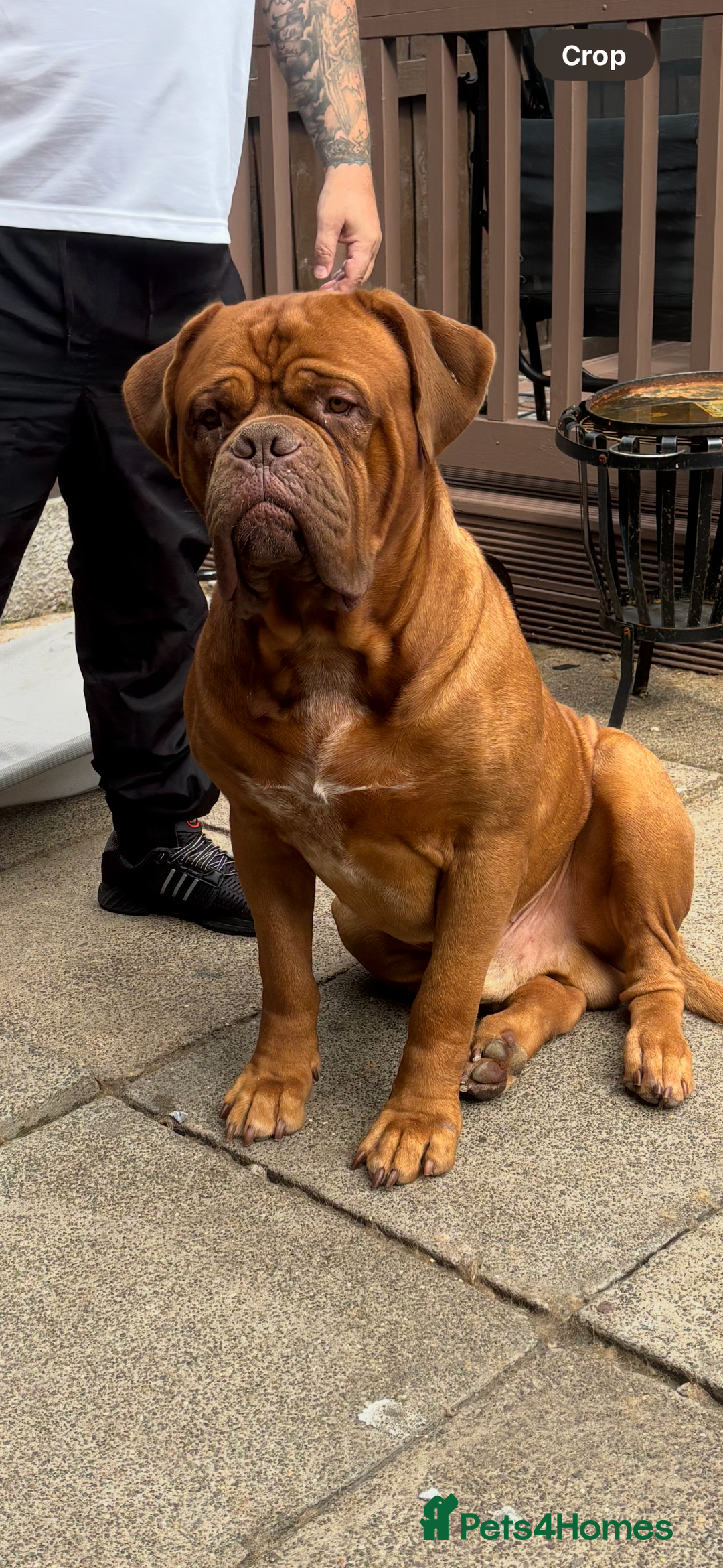 Dogue De Bordeaux dogs for stud: Dogue de Bordeaux for stud - Image 4